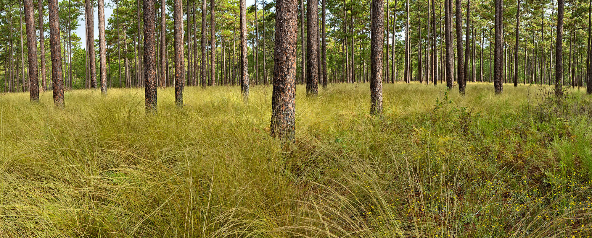 Webinar Preview Image