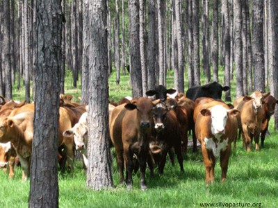 Social Factors Agroforestry image