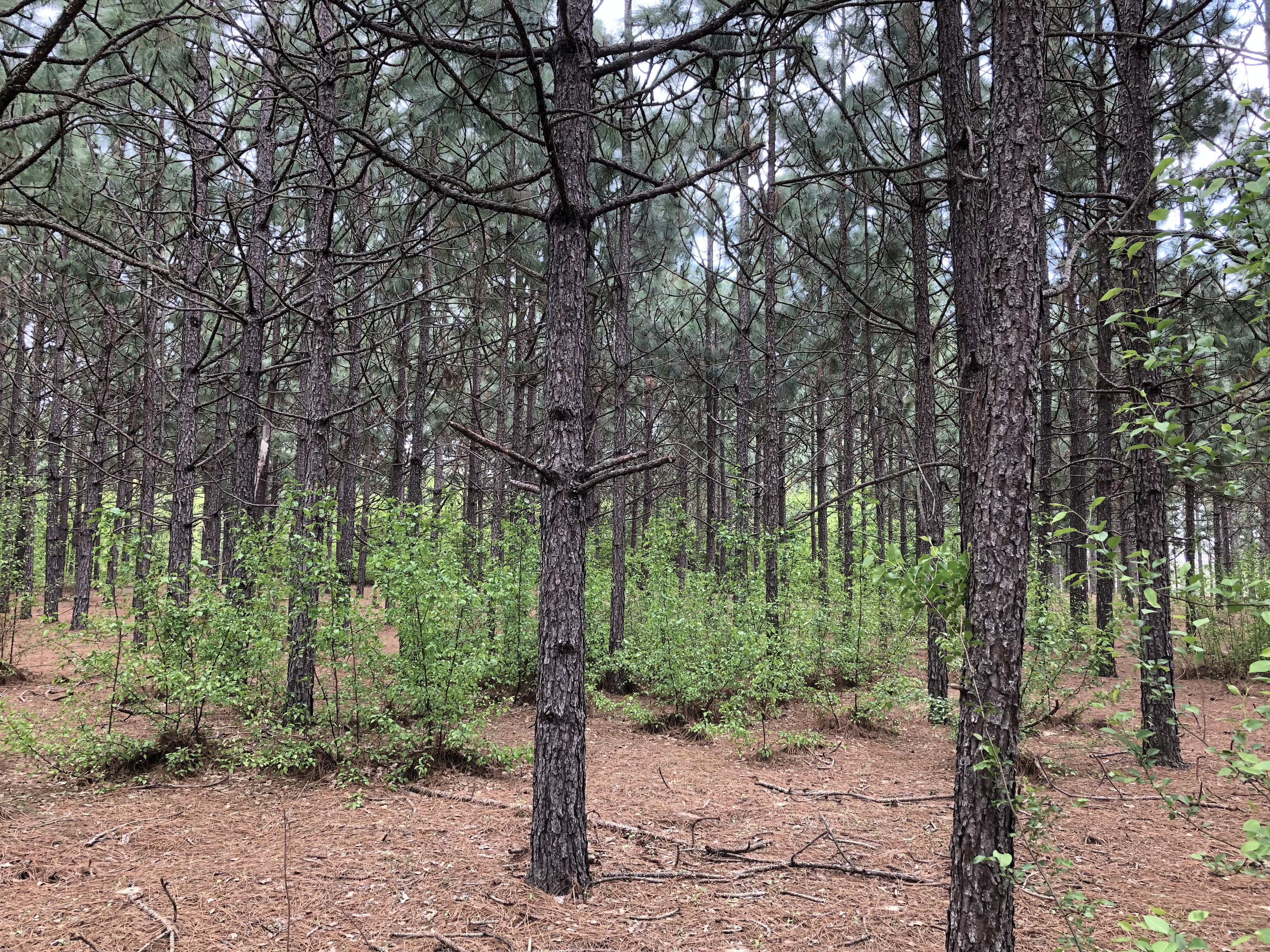 Webinar Preview Image