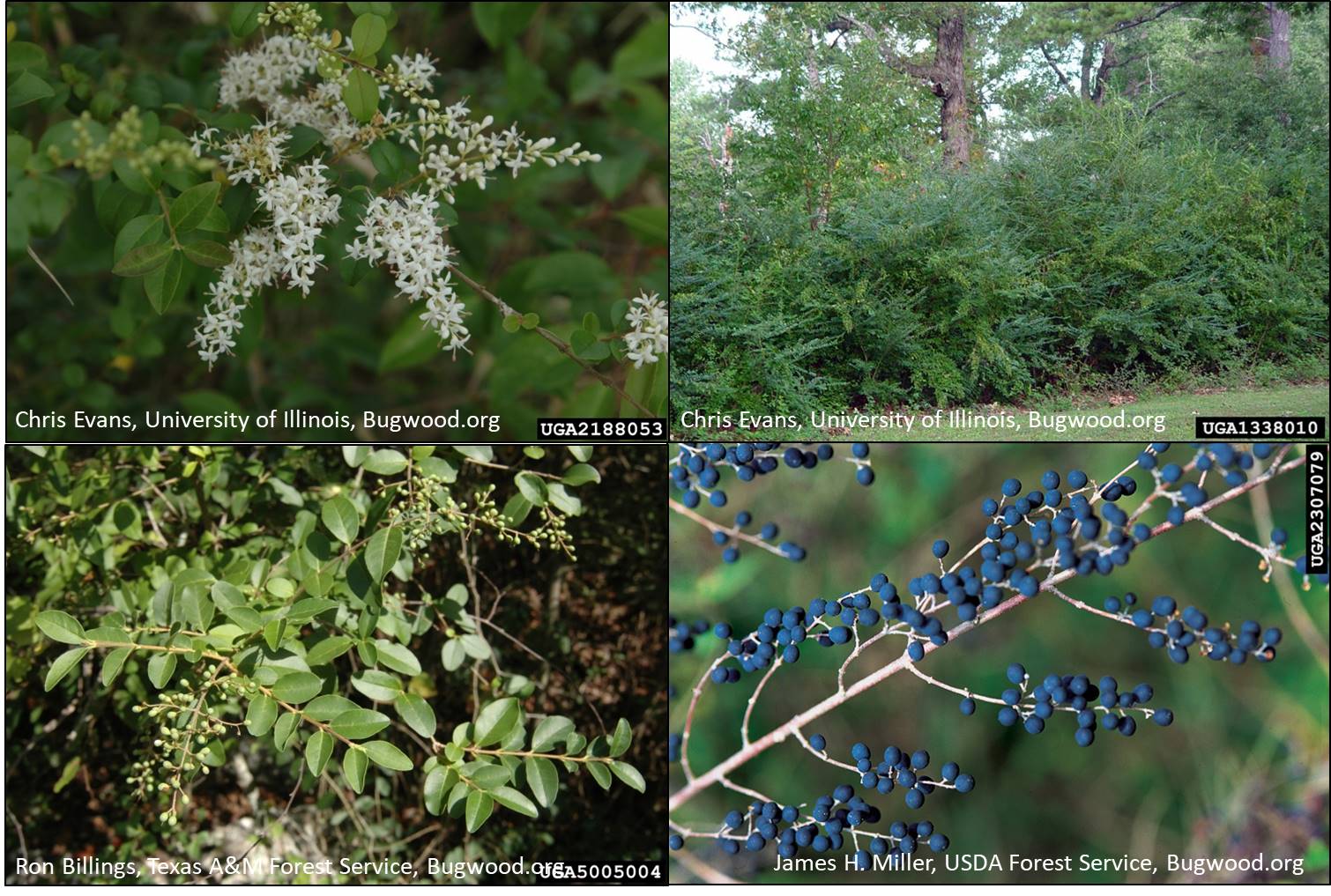 Webinar Preview Image