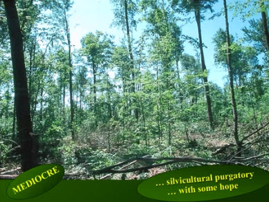 Webinar Preview Image