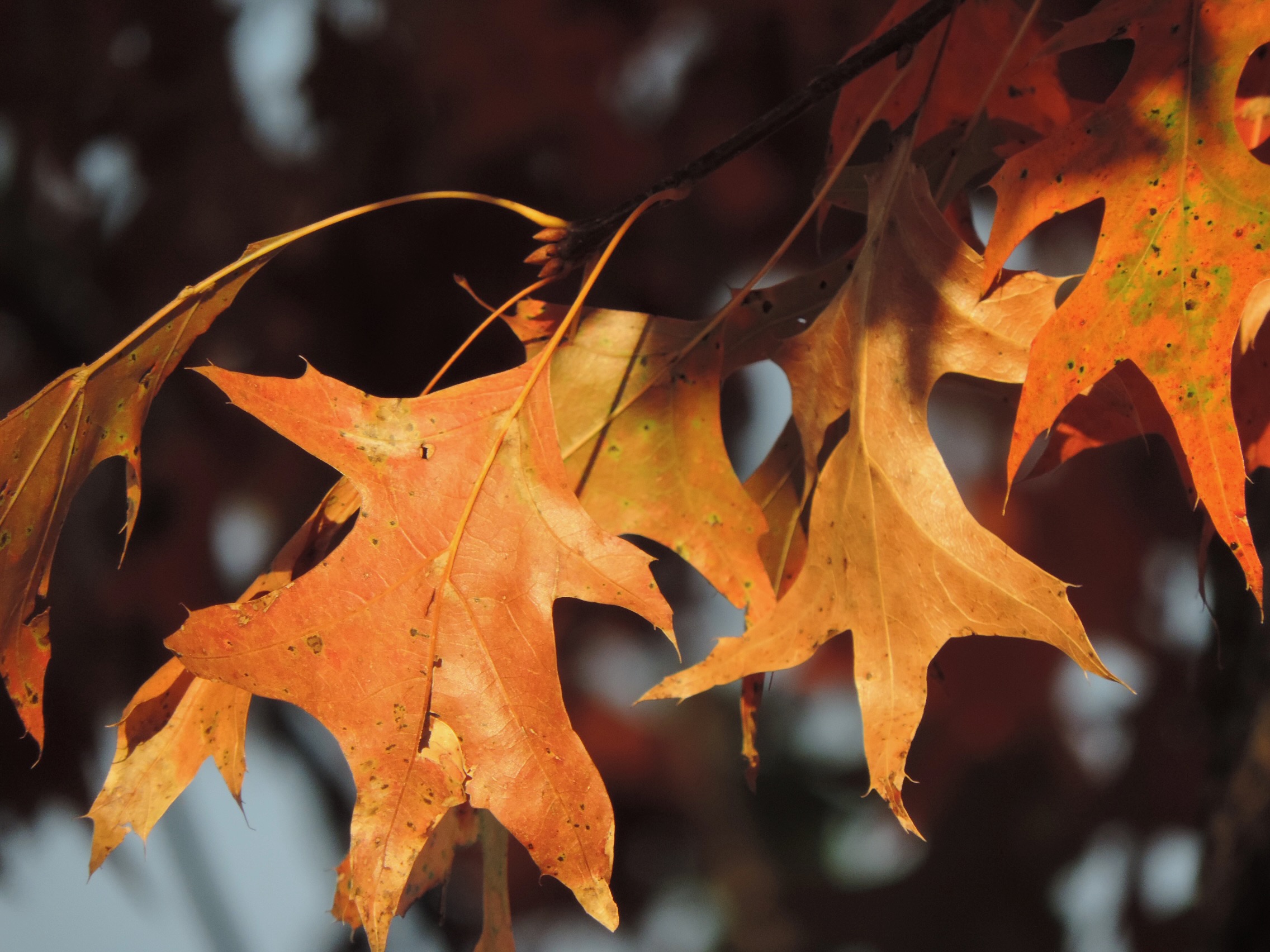 Webinar Preview Image