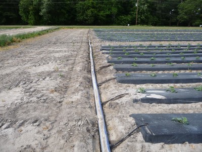 Small-scale micro-irrigation image