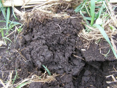 Soil Biology image