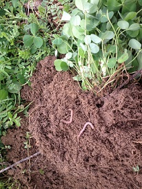 Webinar Preview Image