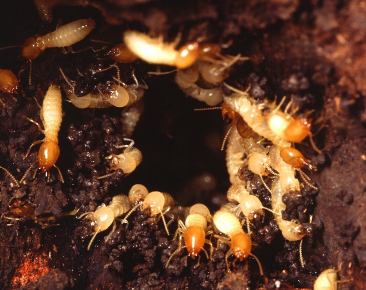 Webinar Preview Image