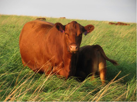 Webinar Preview Image