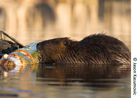 Webinar Preview Image