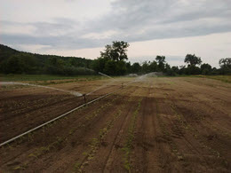 Who needs irrigation in the Northeast?