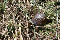 Webinar Preview Image