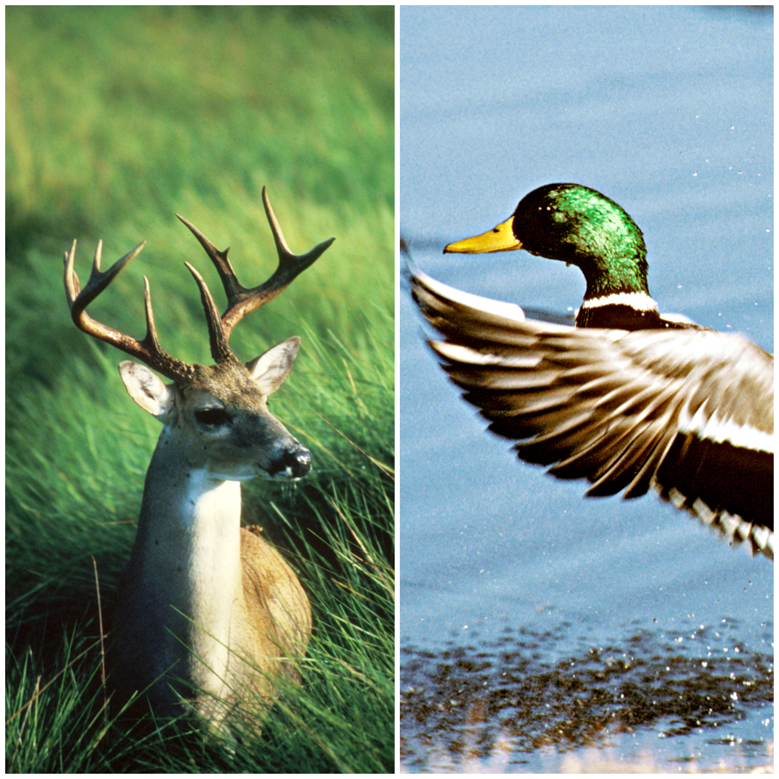 Webinar Preview Image