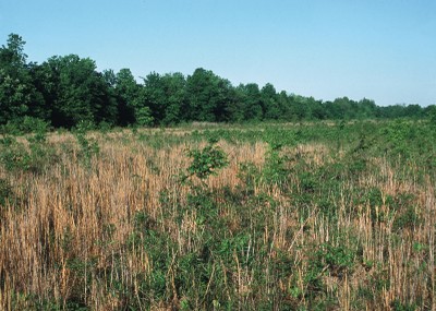 Wildlife Forestry image