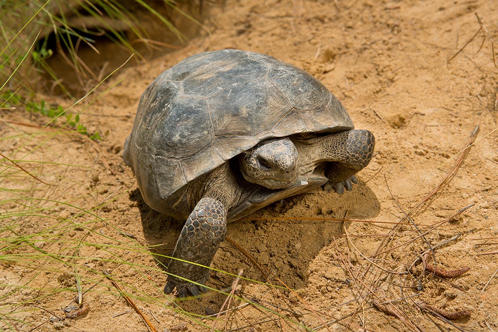 Webinar Preview Image